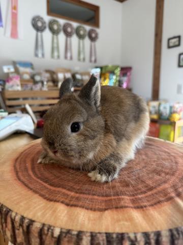 ネザーランドドワーフ