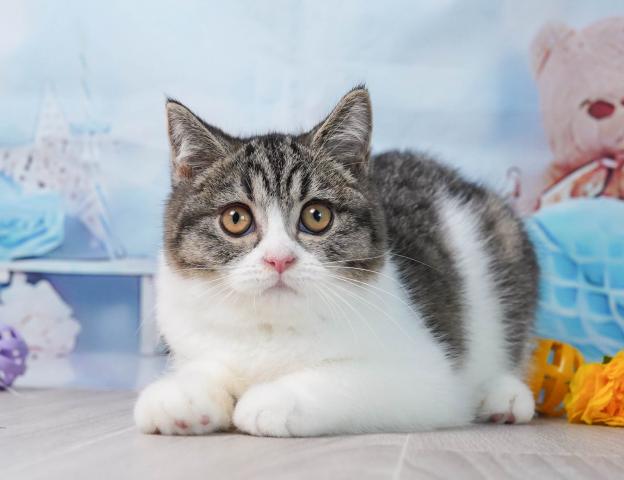 マンチカンの写真2