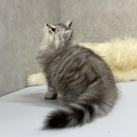 サイベリアンの写真5