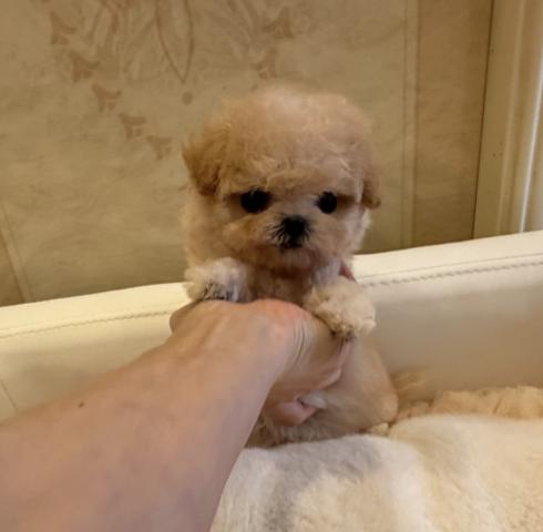 ビションプーの写真2