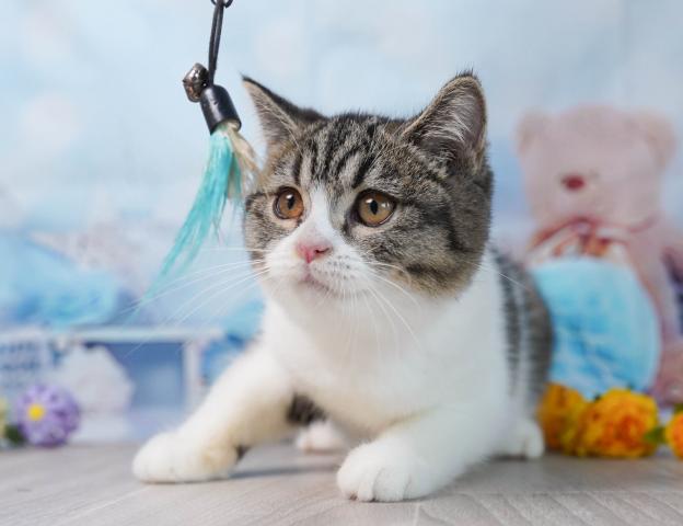 マンチカンの写真3