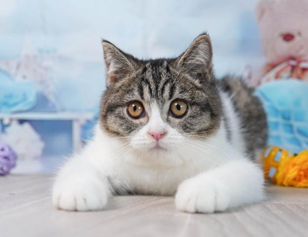 マンチカンの写真4