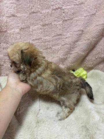 MIXチワプーの写真3