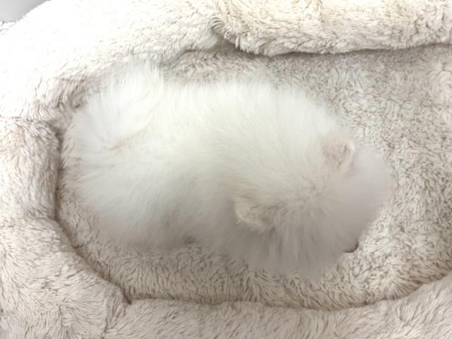 ポメラニアンの写真3