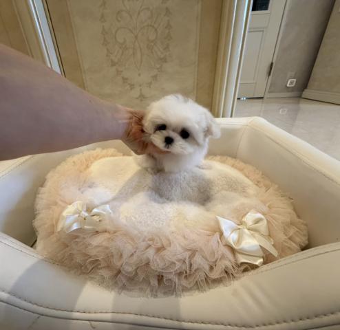 マルチーズの写真5