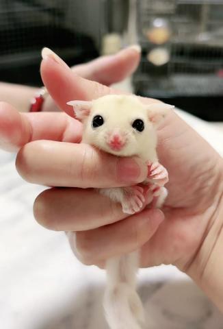 プラチナモザイクヘテロリューシ