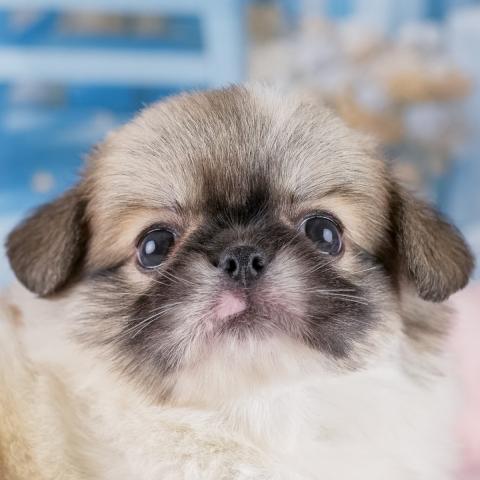 チワペキの写真2