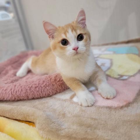 スコティッシュフォールドの写真3