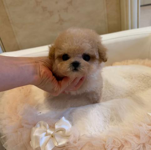 ビションプーの写真3