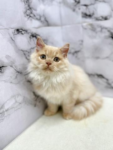 マンチカン【10/3お写真、動画更新!】Special price‼️ふわふわモチモチ穏やかにゃんこ♪の写真4