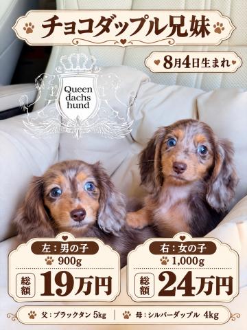 ミニチュアダックスフンド