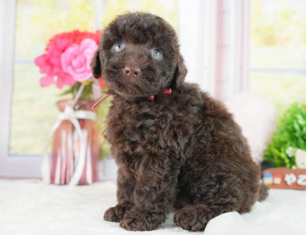 トイプードルの写真4