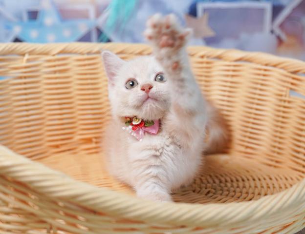 マンチカンの写真5