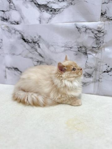マンチカン【10/3お写真、動画更新!】Special price‼️ふわふわモチモチ穏やかにゃんこ♪の写真6