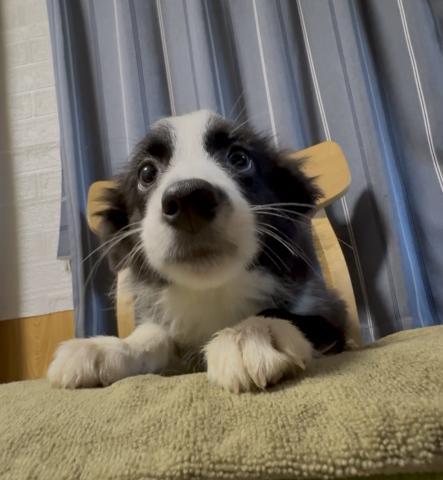ボーダーコリーの写真3