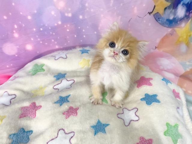 スコティッシュフォールドの写真4