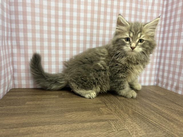 サイベリアンの写真2