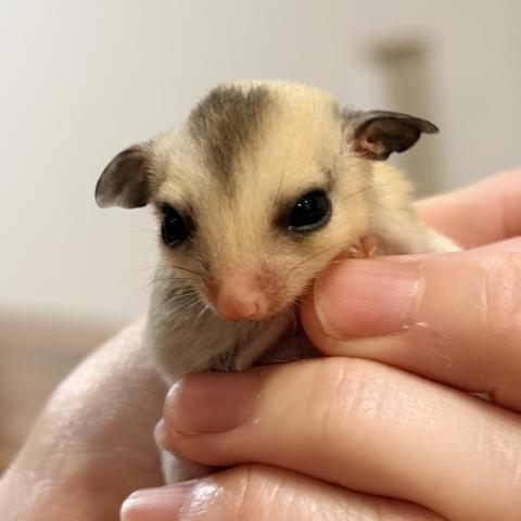 モザイク