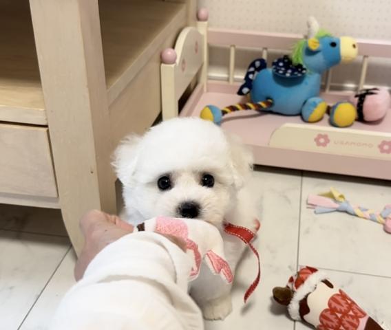 ビションフリーゼの写真4