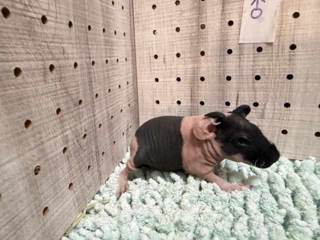モルモット スキニーギニアピッグの写真2