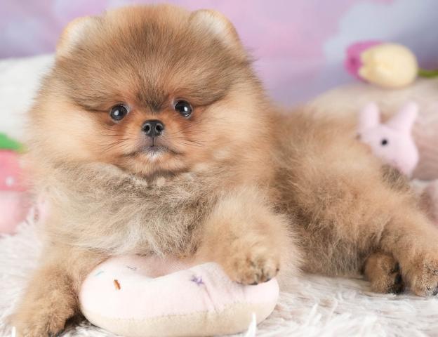 ポメラニアンの写真2