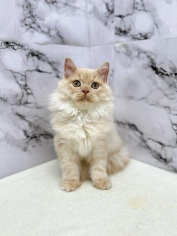 マンチカン【10/3お写真、動画更新!】Special price‼️ふわふわモチモチ穏やかにゃんこ♪の写真3