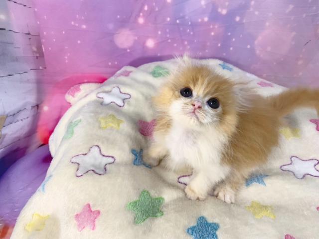 スコティッシュフォールドの写真2