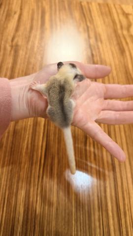 フクロモモンガ モザイクの写真2