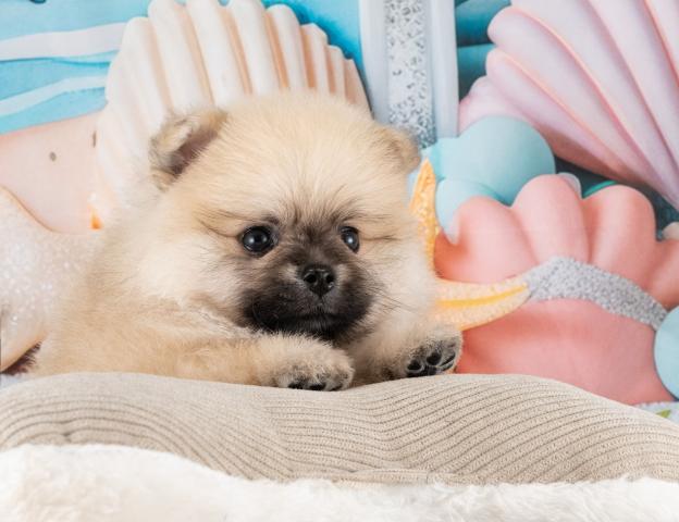 ポメラニアンの写真6