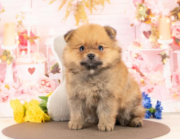 ポメラニアンの写真6