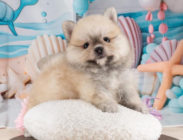 ポメラニアンの写真5