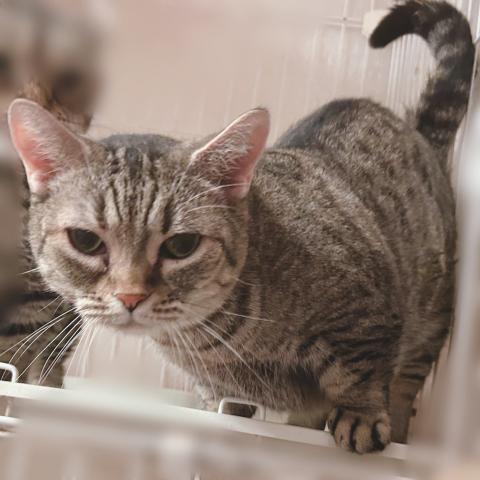 マンチカンの写真4