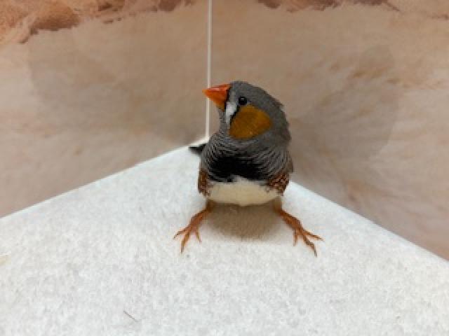 キンカチョウ