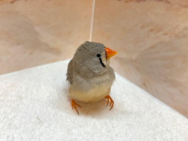 キンカチョウの写真2