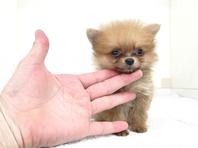 ポメラニアンの写真5