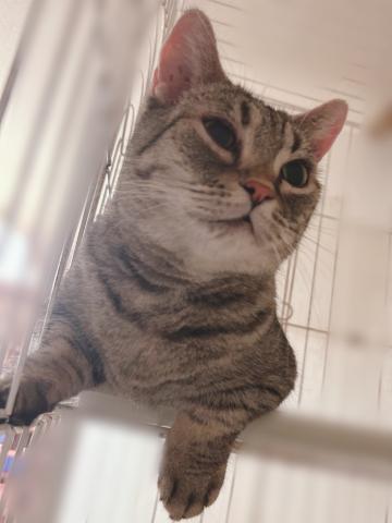 マンチカンの写真3