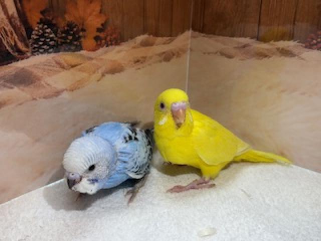 セキセイインコの写真2