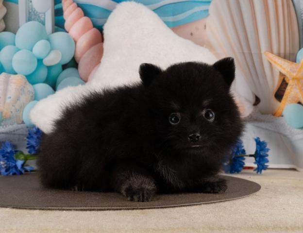 ポメラニアンの写真5