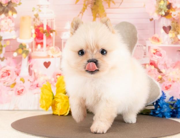 ポメラニアンの写真4