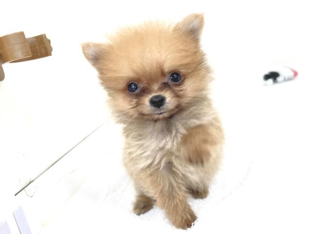 ポメラニアンの写真6