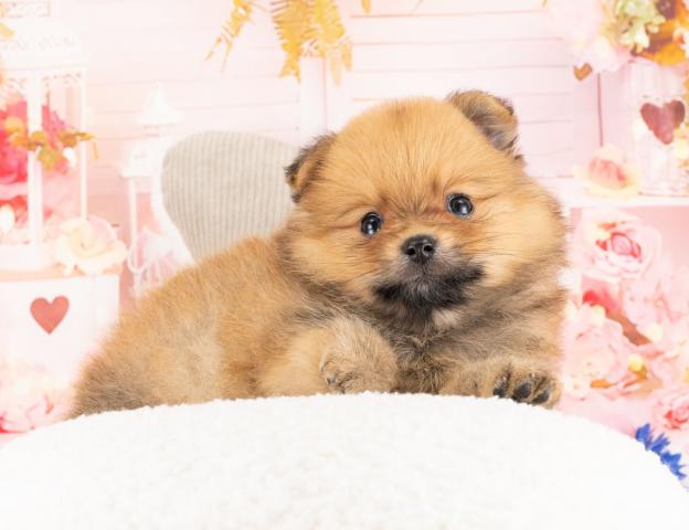 ポメラニアンの写真2