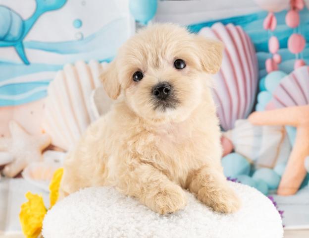 マルプーの写真2