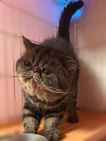 エキゾチックショートヘアーの写真2