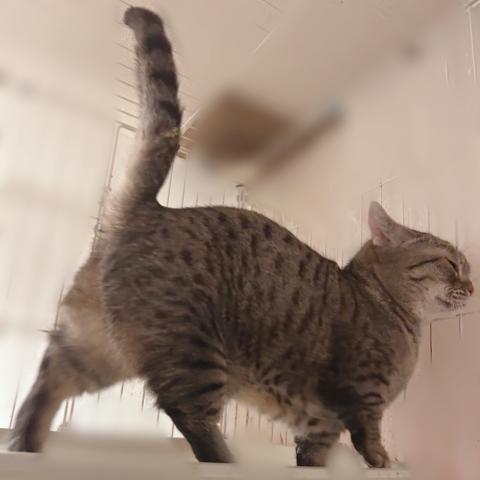 マンチカンの写真2