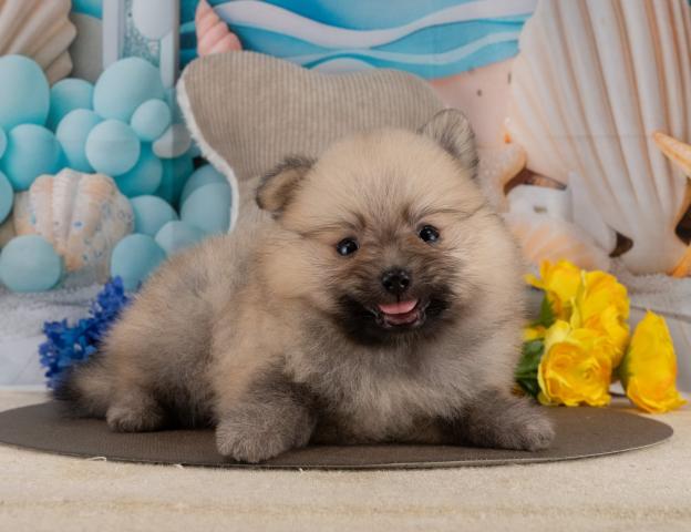 ポメラニアンの写真3