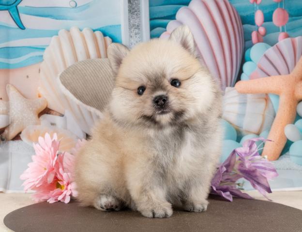 ポメラニアンの写真6
