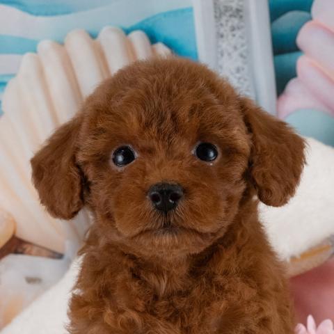 トイプードル