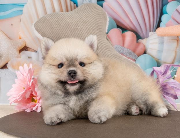 ポメラニアンの写真4