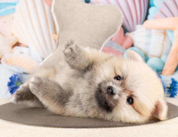 ポメラニアンの写真5