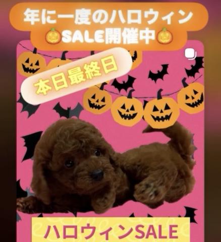 💕ペットランドPuppy💕ブリーダー直販店💕